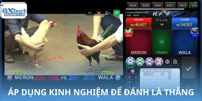 Mẹo cược đá gà cựa sắt bất bại dành riêng cho tân thủ