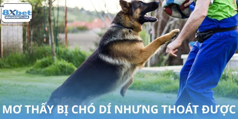 Bị chó dí nhưng thoát được báo hiệu khó khăn sẽ vượt qua